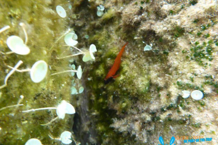 Pictures from our Snorkeling Kayak trip
